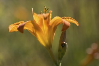 Blooming lily (Lilium), orange, close-up, North Rhine-Westphalia, Germany
