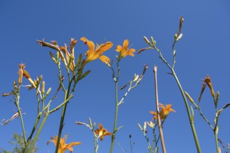 Blooming lilies (Lilium), orange flowers, frog perspective, in front of a blue sky, North