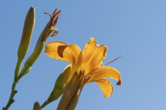 Blooming lily (Lilium), ornage, frog perspective in front of blue sky, close-up, North