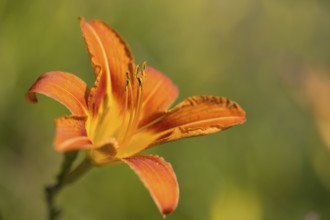 Flower of the lily (Lilium), close-up, orange, North Rhine-Westphalia, Germany