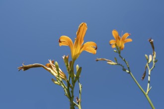Blooming lilies (Lilium), orange flowers, frog perspective, in front of a blue sky, North