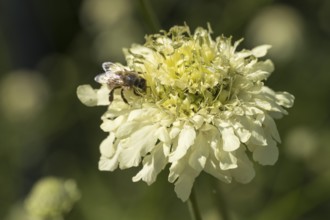 Cephalaria gigantea, single flower with bee, close-up, North Rhine-Westphalia, Germany