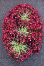 Ice begonias (Begonia x semperflorens-cultforum), Semperflorens begonias, oval bed, North