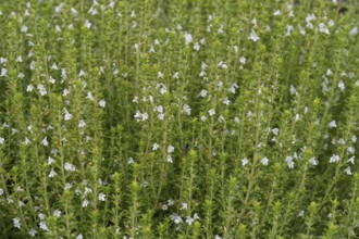 Flowering thyme (Thymus vulgaris), North Rhine-Westphalia, Germany