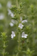 Flowering thyme (Thymus vulgaris), close-up, North Rhine-Westphalia, Germany