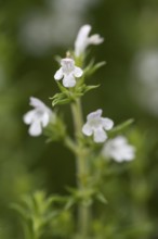 Flowering thyme (Thymus vulgaris), close-up, North Rhine-Westphalia, Germany