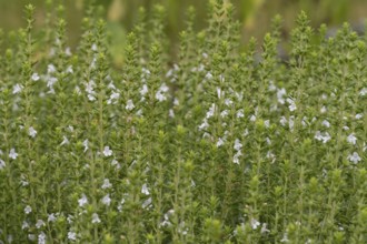 Flowering thyme (Thymus vulgaris), North Rhine-Westphalia, Germany