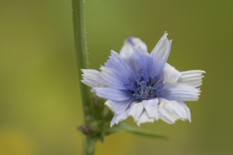Chicory (Cichorium intybus), single flower, close-up, North Rhine-Westphalia, Germany