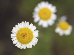 Chamomile (Matricaria chamomilla) flowers, close-up, from above, North Rhine-Westphalia, Germany