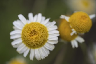 Chamomile (Matricaria chamomilla) flowers, close-up, from above, North Rhine-Westphalia, Germany