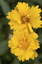 Large-flowered girl's eye (Coreopsis grandiflora), yellow flowers, close-up, North