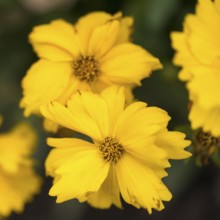 Large-flowered girl's eye (Coreopsis grandiflora), yellow flowers, close-up, North