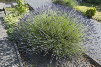 Flowering lavender (Lavendula), North Rhine-Westphalia, Germany