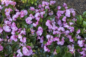 Ice begonias (Begonia x semperflorens-cultforum), Semperflorens begonias, North Rhine-Westphalia,