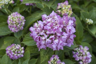 Hydrangea, flower, close-up, North Rhine-Westphalia, Germany