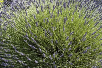 Blooming lavender (Lavendula), close-up, North Rhine-Westphalia, Germany