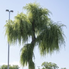 Willow (Salix), tree, North Rhine-Westphalia, Germany