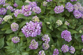 Hydrangea, bush with blue flowers, North Rhine-Westphalia, Germany