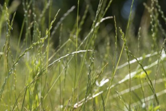 Blades of grass in a meadow, backlight, close-up, North Rhine-Westphalia, Germany