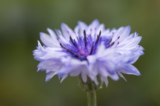 Cornflower (Centaurea cyanus), single flower, close-up, North Rhine-Westphalia, Germany