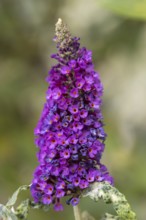 Summer lilac (Buddleja davidii), butterfly bush, purple flowers, close-up, North Rhine-Westphalia,