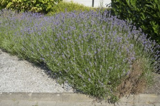 Flowering lavender (Lavendula), North Rhine-Westphalia, Germany
