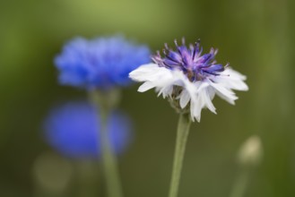 Cornflower (Centaurea cyanus), selective focus, close-up, North Rhine-Westphalia, Germany