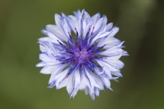 Cornflower (Centaurea cyanus) single flower, close-up, North Rhine-Westphalia, Germany
