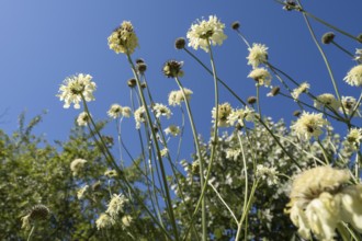 Large scale (Cephalaria gigantea), from below against blue sky, North Rhine-Westphalia, Germany