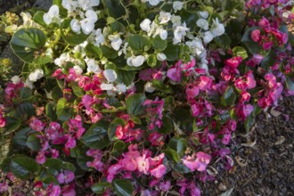Ice begonias (Begonia x semperflorens-cultforum), Semperflorens begonias, North Rhine-Westphalia,