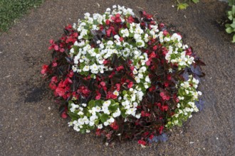 Ice begonias (Begonia x semperflorens-cultforum), Semperflorens begonias, round bed, North