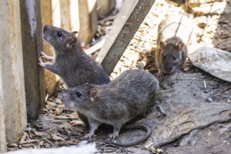 Many cities have a rat problem. The state capital Stuttgart sees itself as a model municipality for