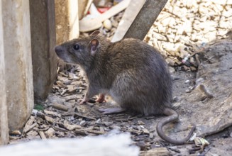 Many cities have a rat problem. The state capital Stuttgart sees itself as a model municipality for