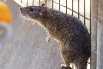 Many cities have a rat problem. The state capital Stuttgart sees itself as a model municipality for