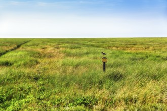 Breeding area, resting area, salt marsh with sign, please do not enter, wading bird, Westerhever,