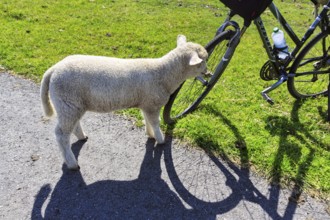 Curious sheep sniffing a bicycle, Westerhever, Eiderstedt, Nordfriesland, Schleswig-Holstein,
