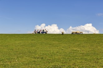 Walkers sitting on bench, sheep grazing on dyke, Cumulus, Westerhever, Eiderstedt, Nordfriesland,