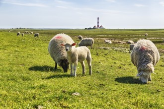Sheep grazing, Westerheversand lighthouse on the horizon, haze, Westerhever, Eiderstedt, North