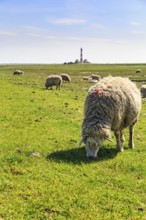 Sheep grazing, Westerheversand lighthouse on the horizon, haze, Westerhever, Eiderstedt, North