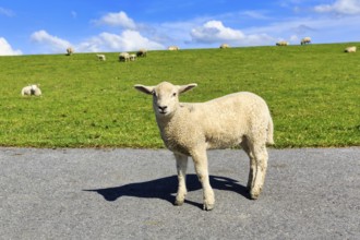Curious sheep on the dyke, Westerhever, Eiderstedt, North Frisia, Schleswig-Holstein, Germany