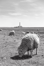 Sheep grazing, Westerheversand lighthouse on the horizon, monochrome, Westerhever, Eiderstedt,