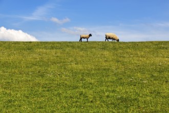 Two sheep grazing on dike, Cumulus, Westerhever, Eiderstedt, Nordfriesland, Schleswig-Holstein,