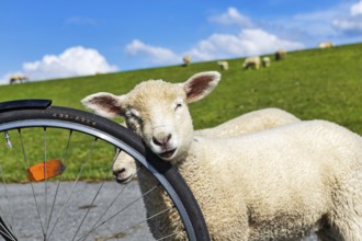 Confident sheep on a cycle tour along the dyke, Westerhever, Eiderstedt, North Frisia,