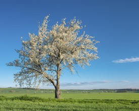 Field landscape in spring, blossoming cherry trees in the middle of green fields under a blue sky,