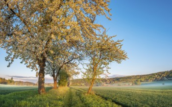 Field landscape with morning fog in the first morning light, blossoming cherry trees on the field