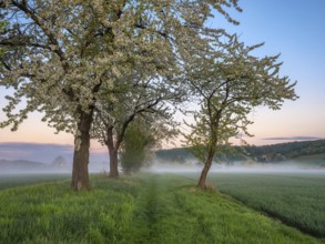 Field landscape with morning fog at dawn in spring, blossoming cherry trees along the field path,