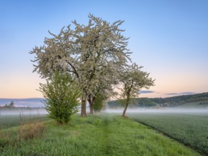 Field landscape with morning fog at dawn in spring, blossoming cherry trees along the field path,