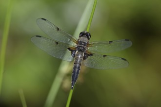 Four-spot (Libellula quadrimaculata) sitting on a reed stalk, North Rhine-Westphalia, Germany