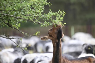 Sheep eating hawthorn hedge leaves, North Rhine-Westphalia, Germany