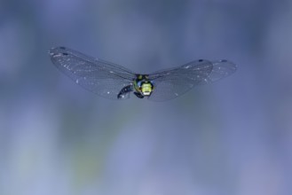 Southern Hawker (Aeshna cyanea) in flight, North Rhine-Westphalia, Germany